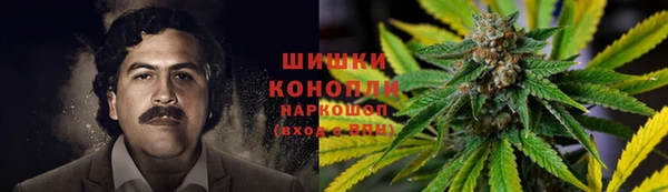 прущие грибы Аркадак