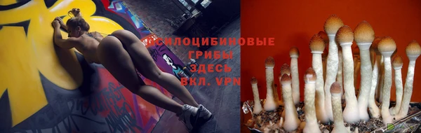 прущие грибы Аркадак